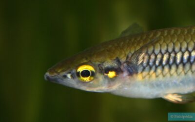 Il est tout mignon mais fragile : Poisson Arc en ciel