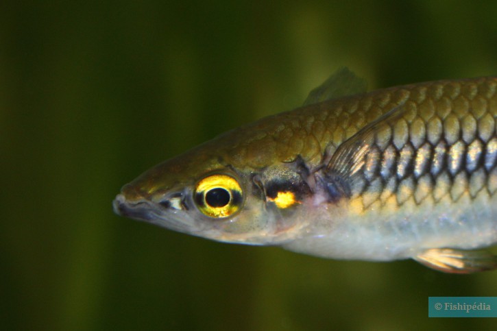 Rectangle 173 Poisson Arc en ciel
