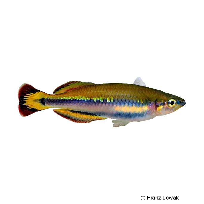 Rectangle 174 Poisson Arc en ciel
